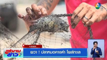 ผวา ! ปลาหมอคางดำ โผล่ทะเล