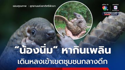 พลเมืองช่วยจับ “ตัวนิ่ม” หากินเพลินหลงเข้าชุมชน ก่อนพี่เจ้าหน้าที่พากลับคืนสู่ป่า