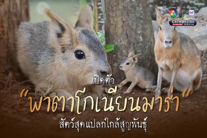เปิดตัวลูก “พาตาโกเนียนมาร่า” สัตว์สุดแปลกใกล้สูญพันธุ์