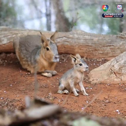 เปิดตัวลูก “พาตาโกเนียนมาร่า” สัตว์สุดแปลกใกล้สูญพันธุ์