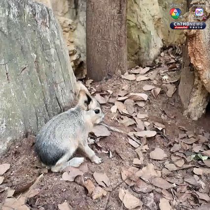 เปิดตัวลูก “พาตาโกเนียนมาร่า” สัตว์สุดแปลกใกล้สูญพันธุ์