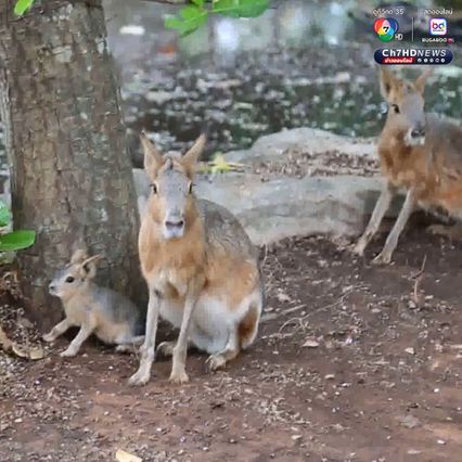 เปิดตัวลูก “พาตาโกเนียนมาร่า” สัตว์สุดแปลกใกล้สูญพันธุ์