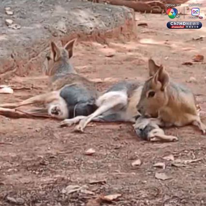 เปิดตัวลูก “พาตาโกเนียนมาร่า” สัตว์สุดแปลกใกล้สูญพันธุ์