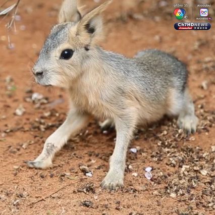 เปิดตัวลูก “พาตาโกเนียนมาร่า” สัตว์สุดแปลกใกล้สูญพันธุ์