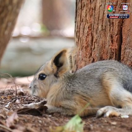 เปิดตัวลูก “พาตาโกเนียนมาร่า” สัตว์สุดแปลกใกล้สูญพันธุ์