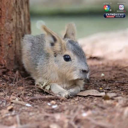 เปิดตัวลูก “พาตาโกเนียนมาร่า” สัตว์สุดแปลกใกล้สูญพันธุ์