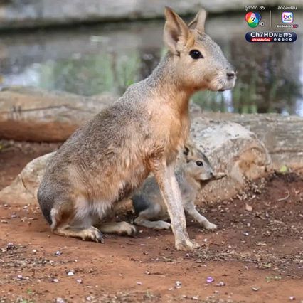 เปิดตัวลูก “พาตาโกเนียนมาร่า” สัตว์สุดแปลกใกล้สูญพันธุ์