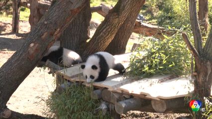 ลูกแพนด้ายักษ์สัมผัสกลางแจ้งครั้งแรก ที่สวนสัตว์เบอร์ลิน