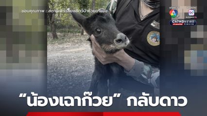 “น้องเฉาก๊วย” ลูกเลียงผา พลัดหลง อายุ 1 สัปดาห์ จากไปอย่างสงบ หลังมีอาการฝ่อลีบของกล้ามเนื้อบริเวณขาหลัง และกินนมได้น้อย