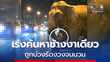 สบอ.1และ สัตวแพทย์เร่งหาช้างงาเดียว หลังพบถูกบ่วงรัดงวงจนบวม