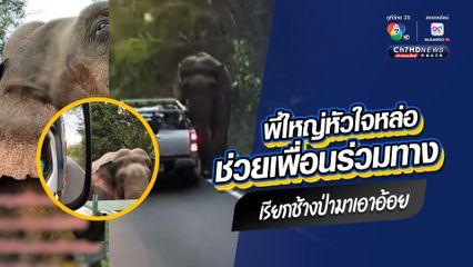 ชื่นชมพี่ใหญ่สิงห์รถบรรทุก ช่วยเหลือเพื่อนร่วมทาง เจอช้างป่าดักกลางทาง เรียกช้างให้มาเอาอ้อยที่รถ แล้วปล่อยรถเล็กไป