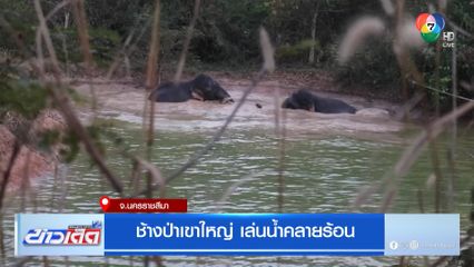 ช้างป่าเขาใหญ่ เล่นน้ำคลายร้อน