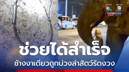 ช่วยได้สำเร็จ ช้างงาเดียวถูกบ่วงล่าสัตว์รัดงวง