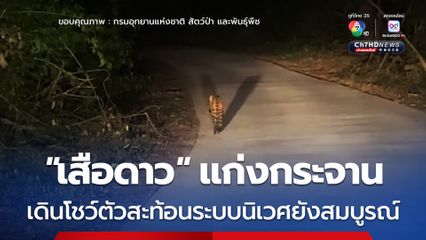 “เสือดาว” แก่งกระจาน เดินโชว์ตัวสะท้อนระบบนิเวศยังสมบูรณ์​