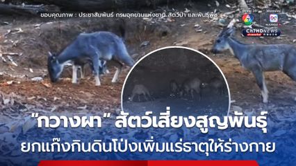 “กวางผา” สัตว์เสี่ยงสูญพันธุ์ ยกแก๊งกินดินโป่งเพิ่มแร่ธาตุให้ร่างกาย