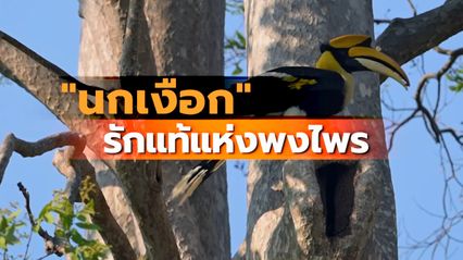 Kids พิทักษ์โลก : “นกเงือก” รักแท้แห่งพงไพร  Ep.19