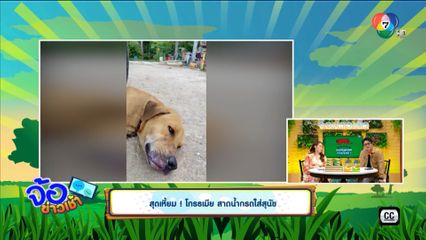 สุดเหี้ยม! โกรธเมีย สาดน้ำกรดใส่สุนัข