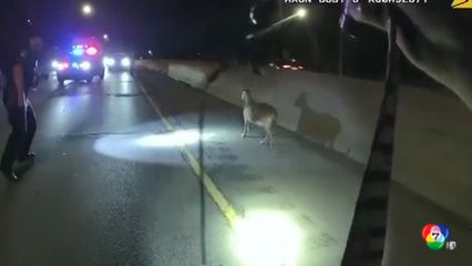 ชุลมุนวุ่นวาย ตำรวจไล่จับแพะบนทางหลวงสหรัฐฯ