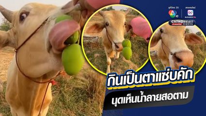 น้องวัวสายเปรี้ยว เคียวกินมะม่วงอย่างอร่อย ไม่ง้อพริกเกลือ คนเห็นแล้วน้ำลายสอตาม