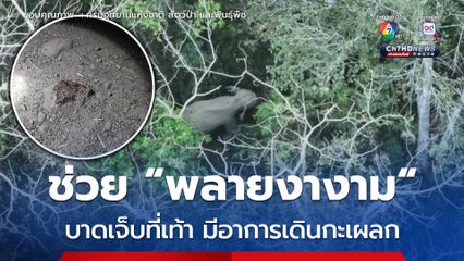 ช่วย “พลายงางาม” บาดเจ็บที่เท้า มีอาการเดินกะเผลก