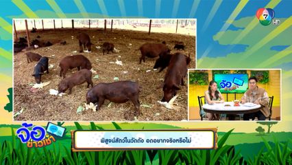 พิสูจน์สัตว์ในวัดดัง อดอยากจริงหรือไม่