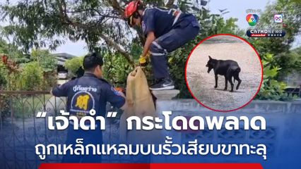 “เจ้าดำ” ชอบกระโดดออกจากบ้าน เกิดพลาดถูกเหล็กเสียบขาหลังตัวห้อยบนรั่วหน้าบ้าน