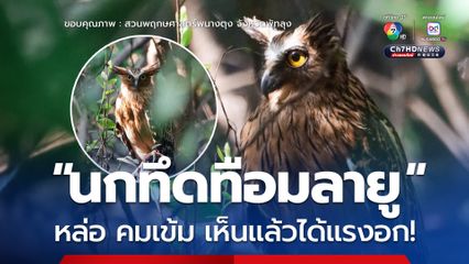 “นกทึดทือมลายู” หล่อ คมเข้ม เห็นแล้วได้แรงอก