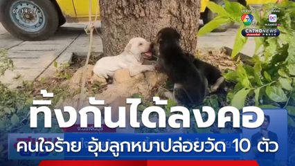 คนใจร้ายอุ้มลูกหมาทิ้งวัด 10 ตัวในวันเดียว จ.ปราจีนบุรี