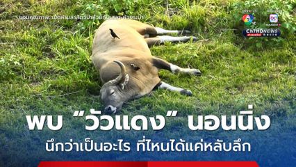 เจ้าหน้าที่พบ “วัวแดง” นอนนิ่ง นึกว่าเป็นอะไร ที่ไหนได้แค่หลับลึก