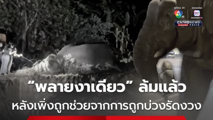 “พลายงาเดียว” ล้มแล้ว หลังเพิ่งถูกช่วยจากการถูกบ่วงรัดงวงเมื่อ 7 วันก่อน