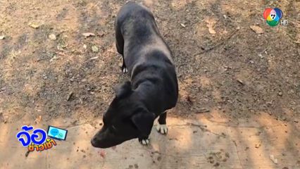 อากาศร้อน! ตูบหงุดหงิด กัดเด็ก 2 ขวบเหวอะหวะ