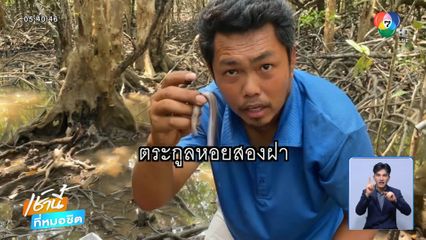 หา เพรียงทะเล เป็นรายได้เสริม จ.ตราด