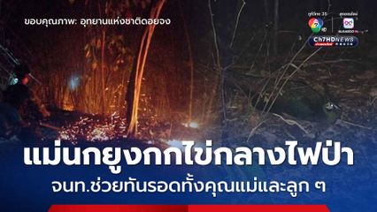 รอดหวุดหวิด! จนท.ช่วยควบคุมไฟป่าได้ทัน หลังพบ “นกยูง” นั่งกกไข่ไม่ทิ้งลูกหนีไปไหน