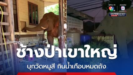 แล้งหนัก! เจ้างาเบี่ยงเล็ก ช้างป่าเขาใหญ่ บุกวัดหมูสี กินน้ำวัด เกือบหมดถัง  