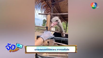 นกกระจอกเทศวิ่งไล่เตะสาว คาดหวงตัวเมีย