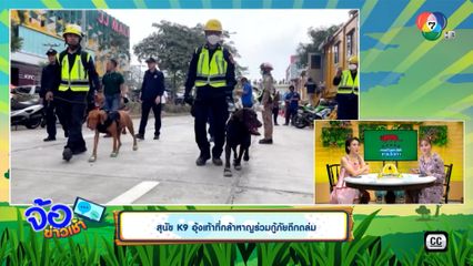 สุนัข K9 อุ้งเท้าที่กล้าหาญร่วมกู้ภัยตึกถล่ม