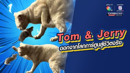 แมวสู้กับหนู ชีวิตจริงยิ่งกว่าในการ์ตูน Tom & Jerry ของแท้ ในภาคตัวเป็น ๆ