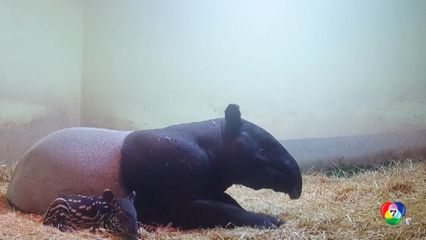 สวนสัตว์สเปนเปิดตัวลูก "สมเสร็จมลายู" เกิดใหม่ ตัวแรกของประเทศ