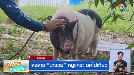 สงสาร มารวย หมูแคระ อดไปเที่ยว