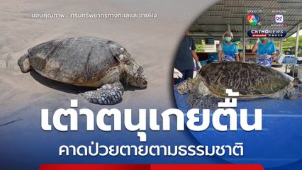 เต่าตนุเกยตื้น คาดป่วยตายตามธรรมชาติ