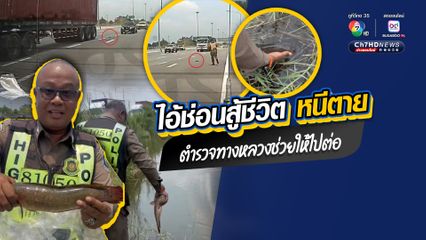 ตำรวจทางหลวงห่วงในทุกชีวิต ช่วยปลาช่อนหนีตาย สู้ชีวิตอยู่กลางถนนมอเตอร์เวย์ ก่อนช่วยต่อลมหายใจ พาไปปล่อยลงแหล่งน้ำธรรมชาติ