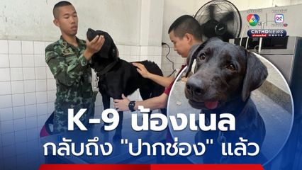 “น้องเนล” ฮีโร่ 4 ขา กลับถึงปากช่องแล้ว หลังลุยภารกิจค้นหาผู้สูญหาย จนแพ้ฝุ่นปูนอย่างหนัก