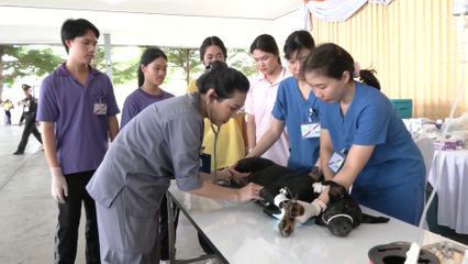 สมเด็จพระเจ้าน้องนางเธอ เจ้าฟ้าจุฬาภรณวลัยลักษณ์ อัครราชกุมารี กรมพระศรีสวางควัฒน วรขัตติยราชนารี ทรงออกหน่วยสัตวแพทย์อาสาจุฬาภรณ์ เพื่อป้องกันและควบคุมโรคพิษสุนัขบ้า ที่จังหวัดฉะเชิงเทรา