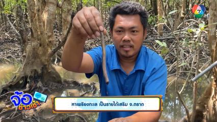 หาเพรียงทะเล เป็นรายได้เสริม จ.ตราด