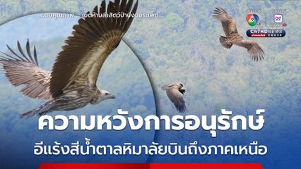 ความหวังการอนุรักษ์ ! อีแร้งสีน้ำตาลหิมาลัย 3 ตัว บินถึงภาคเหนือของไทย