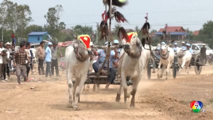 แข่งวัวเทียมเกวียน ประเพณีเก่าแก่ของกัมพูชา