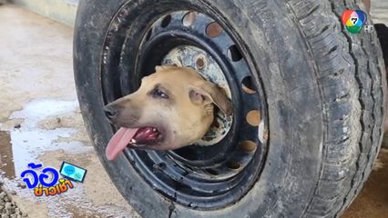 ช่วย เจ้าน้อย หมาจร หัวติดล้อแม็ก