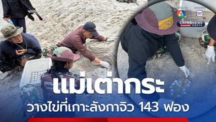 แม่เต่ากระวางไข่ที่เกาะลังกาจิว 143 ฟอง