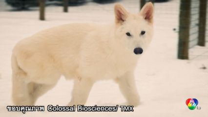 ฟื้นคืนชีพ ไดร์วูล์ฟ ที่สูญพันธุ์ไปแล้วนับหมื่นปี