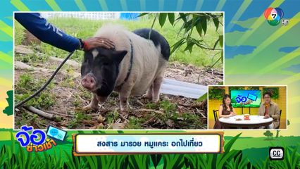 สงสาร มารวย หมูแคระ อดไปเที่ยว
